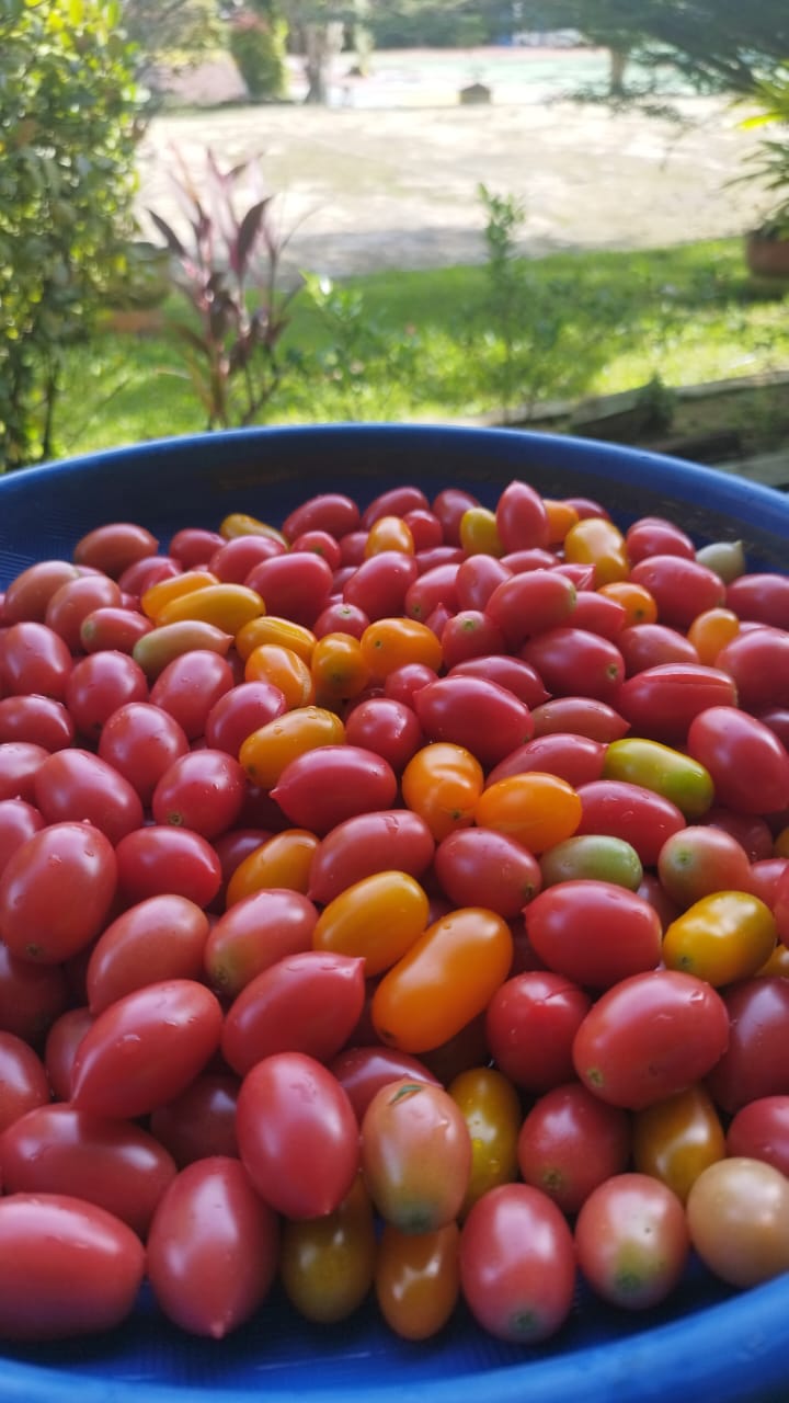 HASIL EKSPERIMEN TOMAT CHERRY HIDROPONIK