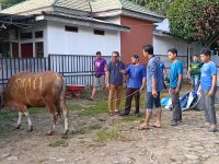 KEGIATAN QURBAN SMAN 11 SAMARINDA: TEBAR KEBERKAHAN DAN PERERAT SILATURAHMI